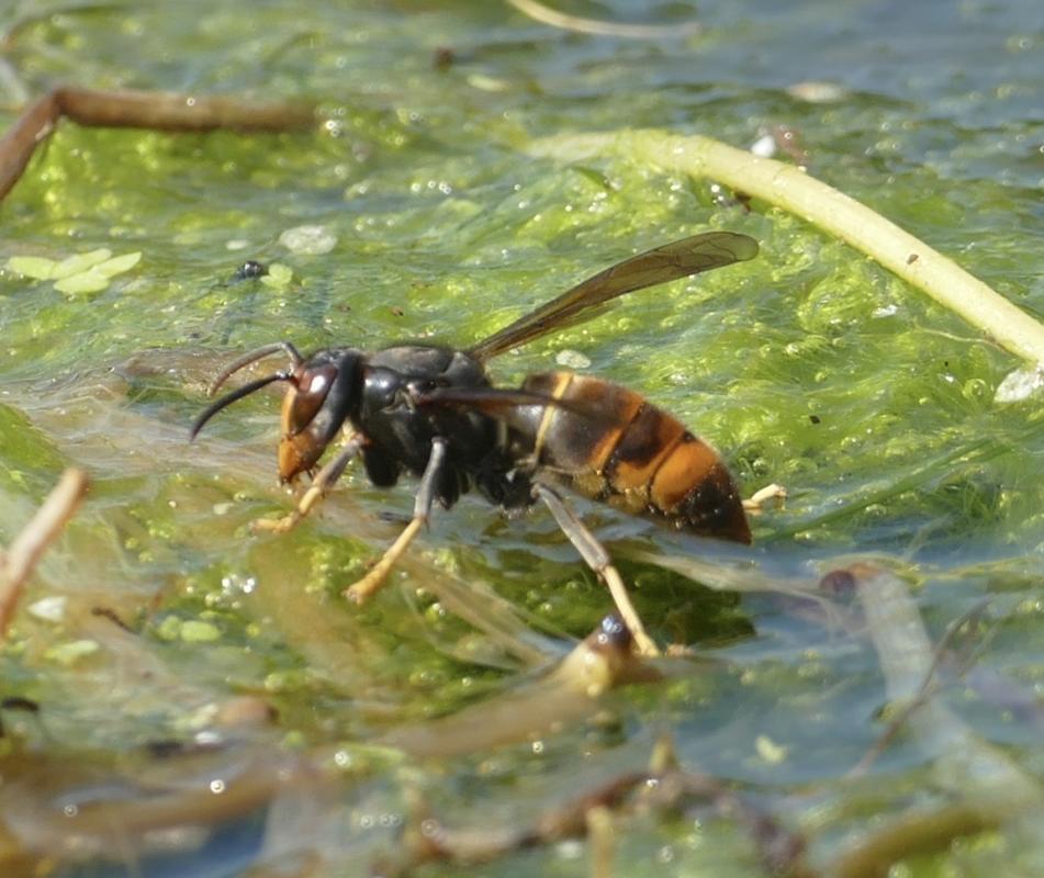 Vespa_velutina_313374378.jpg